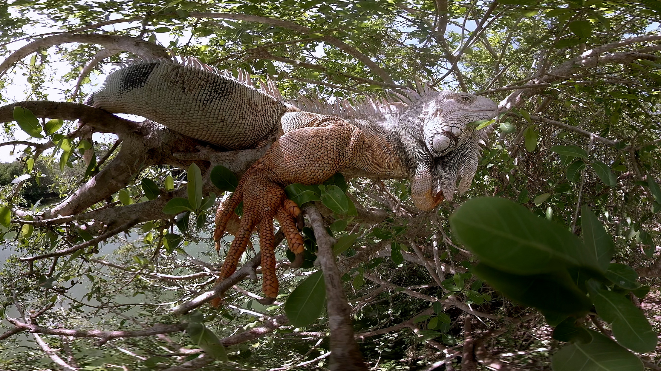 WildImmersion_Iguana
